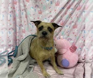 Chihuahua Dogs for adoption in Modesto, CA, USA