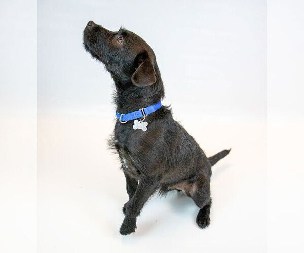 Medium Photo #7 Mutt Puppy For Sale in Kennesaw, GA, USA