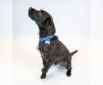 Small #6 Mutt