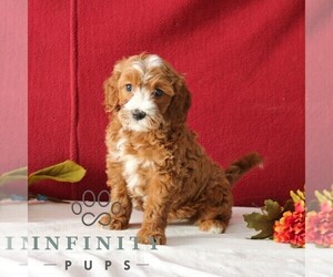 Cavapoo Puppy for sale in GORDONVILLE, PA, USA