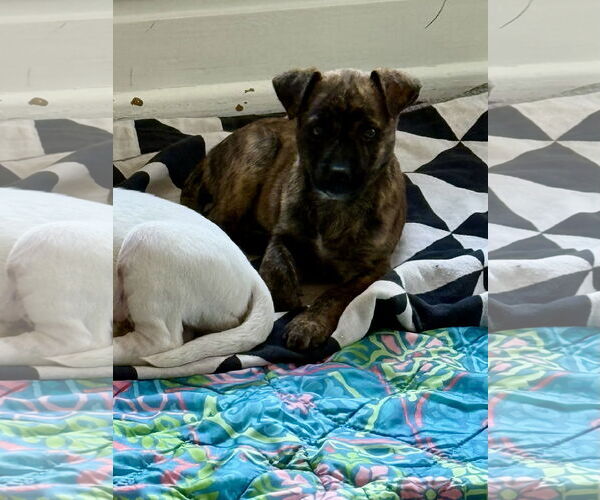 Medium Photo #3 American Pit Bull Terrier-Unknown Mix Puppy For Sale in Hillsboro, MO, USA