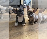 Small #3 French Bulldog