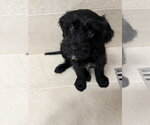 Small #2 Chowpoo