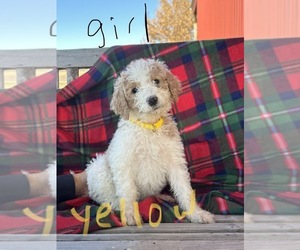 Labradoodle Puppy for sale in CHARLESTON, AR, USA