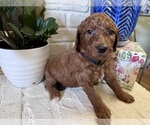 Litter of 9 - Male(s) and Female(s) GoldendoodleLitter of Puppies for Sale - Photo #7