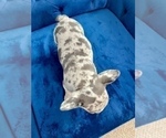 Small #14 French Bulldog