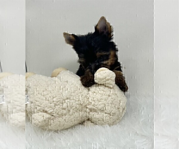 Medium Photo #9 Yorkshire Terrier Puppy For Sale in VERO BEACH, FL, USA