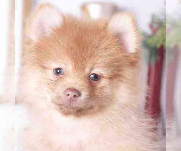 Medium Photo #1 Pomeranian Puppy For Sale in RED LION, PA, USA