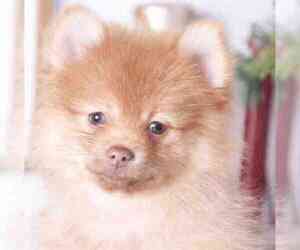 Pomeranian Puppy for sale in RED LION, PA, USA