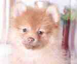 Small Photo #1 Pomeranian Puppy For Sale in RED LION, PA, USA