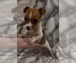 Small #2 Jack Russell Terrier