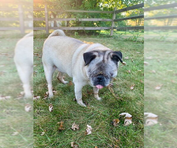 Medium Photo #4 Pug Puppy For Sale in Indianapolis, IN, USA