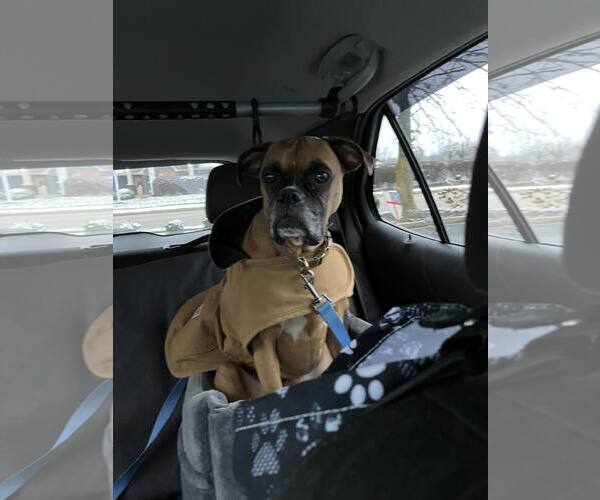 Medium Photo #3 Boxer Puppy For Sale in Burnsville, MN, USA