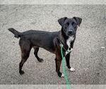 Small #5 Labrador Retriever Mix