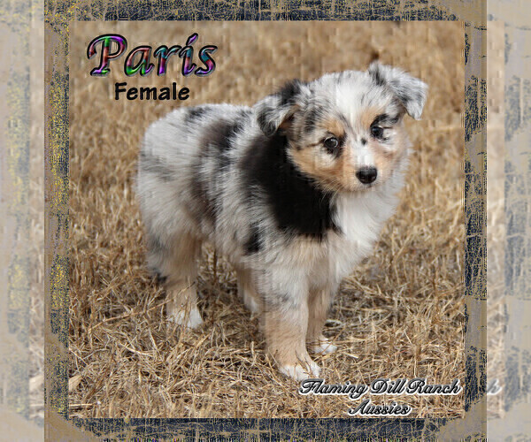 Medium Photo #1 Miniature Australian Shepherd Puppy For Sale in FORESTBURG, TX, USA