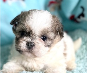 Shih Tzu Puppy for sale in ASHBURNHAM, MA, USA