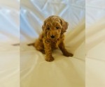 Small Photo #2 Cavapoo Puppy For Sale in CANON CITY, CO, USA