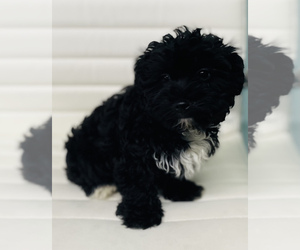 Poodle (Toy)-Yorkshire Terrier Mix Puppy for sale in CINCINNATI, OH, USA