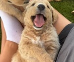 Puppy Snickerdoodle Goldendoodle