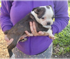 Boston Terrier Puppy for sale in OSTEEN, FL, USA