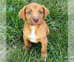 Small Photo #2 Colonial Cocker Spaniel-Unknown Mix Puppy For Sale in San Diego, CA, USA
