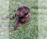 Small Photo #22 Labrador Retriever Puppy For Sale in GLADSTONE, VA, USA