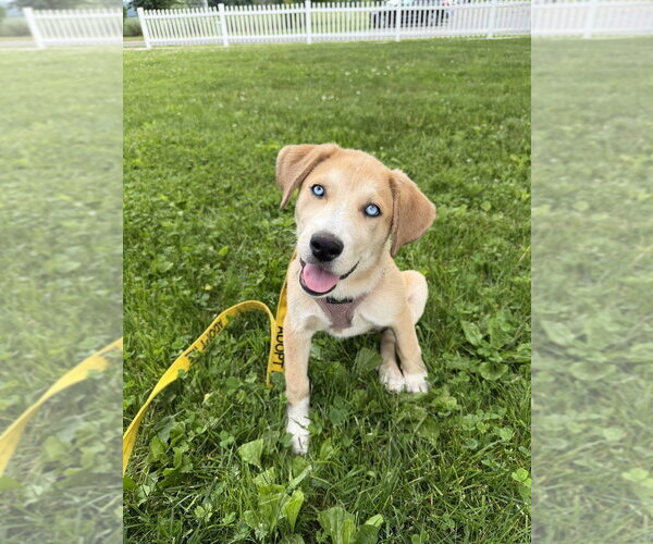 Medium Photo #9 Siberian Husky-Unknown Mix Puppy For Sale in New York, NY, USA