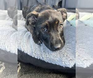 Mutt Dogs for adoption in San Diego, CA, USA