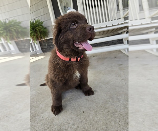 Medium Photo #3 Newfoundland Puppy For Sale in TILTON, IL, USA