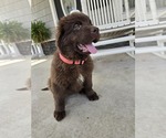 Small #2 Newfoundland