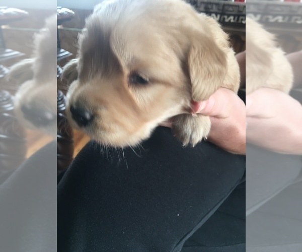 Medium Photo #6 Golden Retriever Puppy For Sale in NUNN, CO, USA