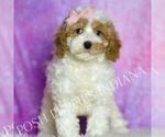 Small Photo #56 Poodle (Toy) Puppy For Sale in WARSAW, IN, USA