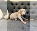 Small Photo #4 Weimaraner Puppy For Sale in MIDDLETOWN, OH, USA