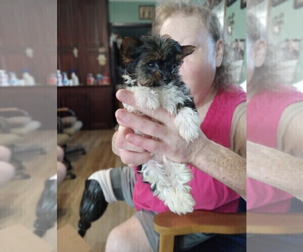 Medium Photo #1 Yorkshire Terrier Puppy For Sale in JAMAICA, IA, USA