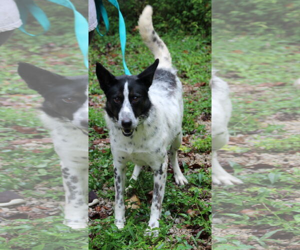 Medium Photo #2 Pointer-Unknown Mix Puppy For Sale in Frenchburg, KY, USA