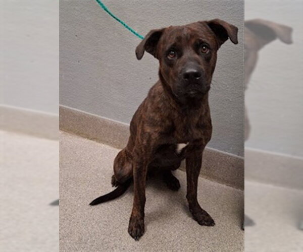 Medium Photo #1 Mutt Puppy For Sale in Las Vegas, NV, USA