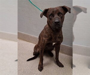 Mutt Dogs for adoption in Las Vegas, NV, USA