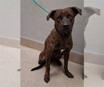 *SOLO - Male Mutt Dog for Adoption - Small photo