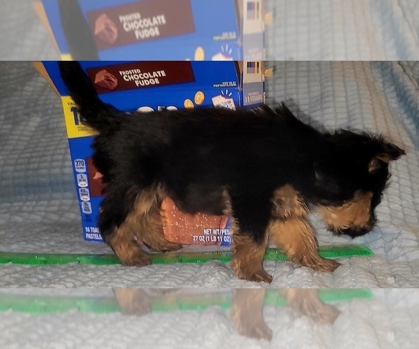 Medium Photo #252 Yorkshire Terrier Puppy For Sale in AKRON, OH, USA