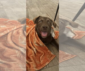 Billy Madison - Male Australian Kelpie-Labrador Retriever Mix Dog for Adoption - Photo #5