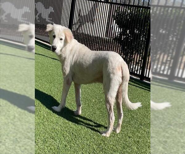 Medium Photo #1 Labrenees Puppy For Sale in Baytown, TX, USA