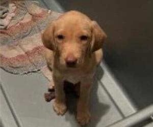 Labrador Retriever Puppy for sale in RIVERVIEW, FL, USA