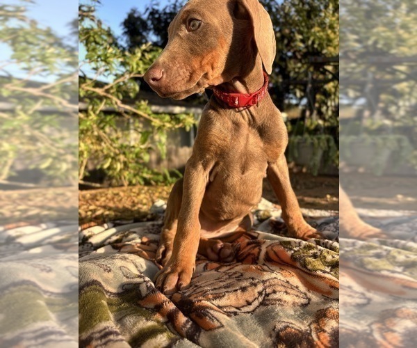 Medium Photo #16 Doberman Pinscher Puppy For Sale in ONTARIO, CA, USA