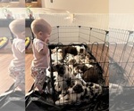 Small #32 Australian Shepherd