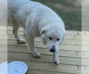 Great Pyrenees Dogs for adoption in Vail, AZ, USA