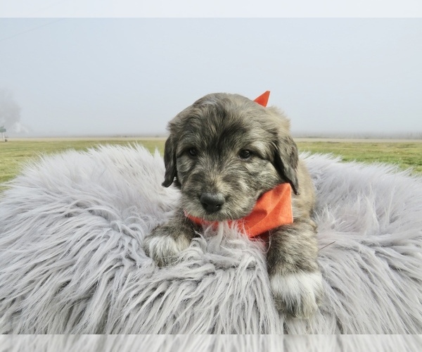 Medium Photo #1 Pyredoodle Puppy For Sale in PAYETTE, ID, USA