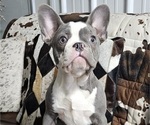 Puppy Lexie French Bulldog