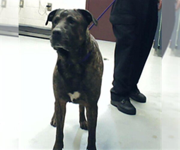 Medium Photo #1 Mutt Puppy For Sale in Fayetteville, NC, USA
