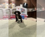 Small Photo #13 Great Dane Puppy For Sale in LEANDER, TX, USA