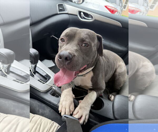 Medium Photo #1 American Pit Bull Terrier-Unknown Mix Puppy For Sale in Miami, FL, USA